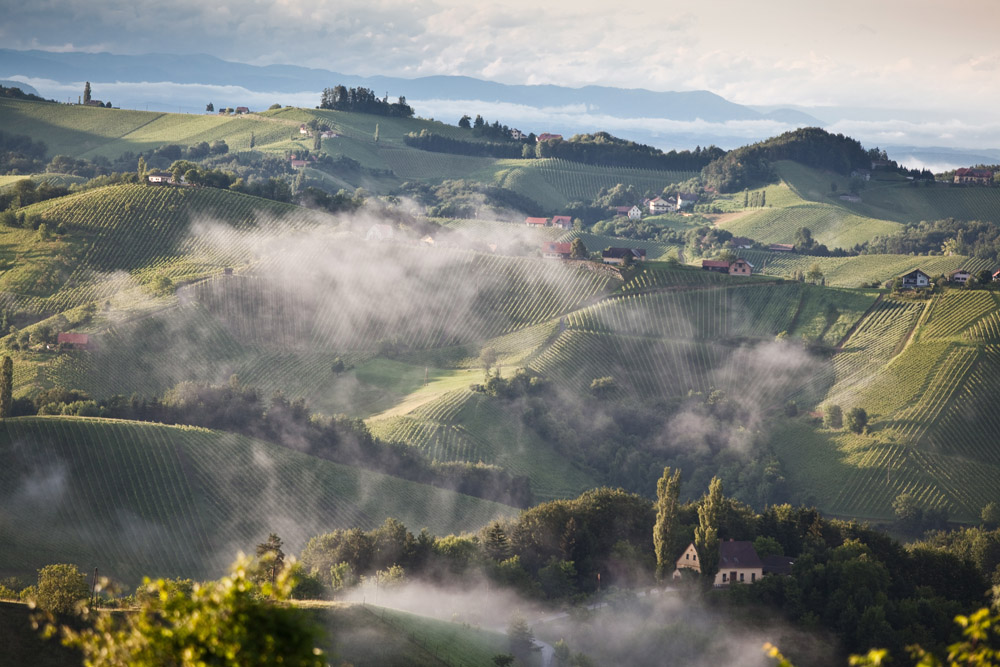 Neblina nos vinhedos em Steinmark - imagem Austrian Wine - AWMB / Anna Stöcher