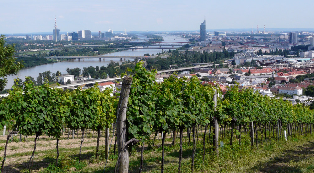 Vinhedos próximos à capital Vienna - imagem Austrian Wine - AWMB / Gerhard Elze