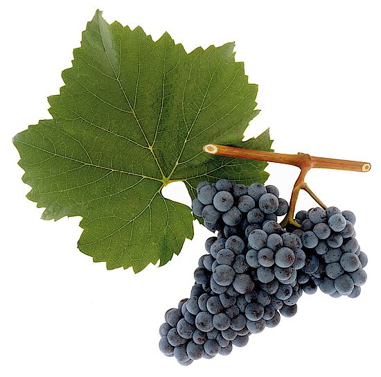 Zweigelt, a uva tinta criada na Áustria - imagem Austrian Wine - AWMB / Oberleitner