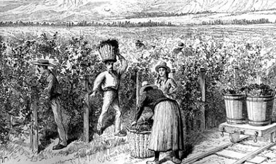 Cena típica de trabalho nos vinhedos Cousiño Macul em 1890 (Wines of Chile)