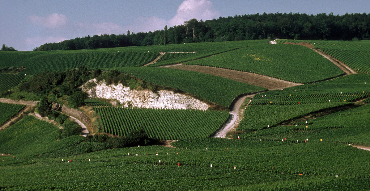 Os vinhedos nas encostas e o subsolo de giz calcário (foto Fulvio Roiter - Comitê Champagne)