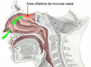 Diagrama anatómico do sentido do olfato