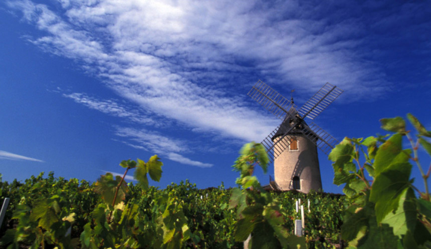 Os vinhedos de Moulin-a Vent circundam o moinho histórico (foto Inter Beaujolais)